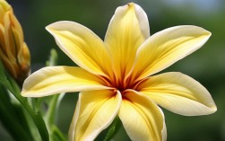 鸡蛋花现在开花了吗？花期多久？