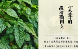 三七2025年最新功效更新了吗？