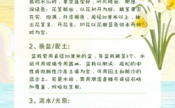 水仙花为何被称为凌波仙子，其名称背后藏着哪些不为人知的植物密码？