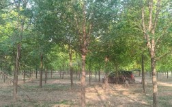 榆树国考何时开始报名？