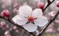 梅花有哪些不为人知的小常识？