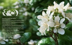 关于桂花的常识，关于桂花的常识资料