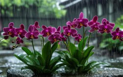 墨兰现在浇水怎么判断？频率、时机全讲清！