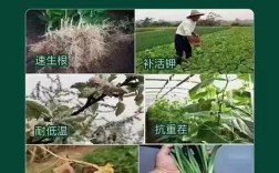 黄腐酸钾是什么？有哪些关键常识？