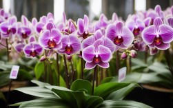 蝴蝶兰养殖常识，蝴蝶兰养殖常识大全