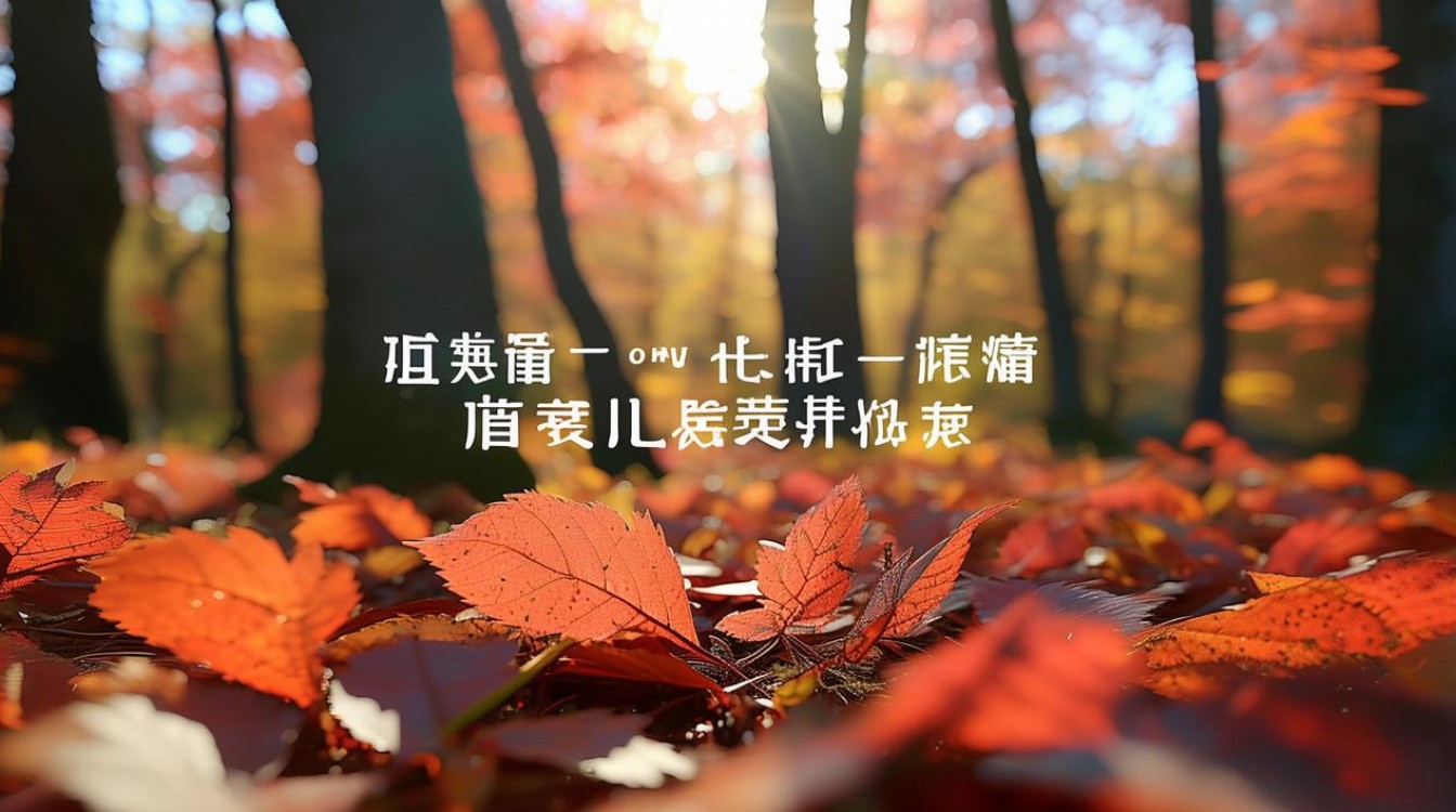 枫什么直播