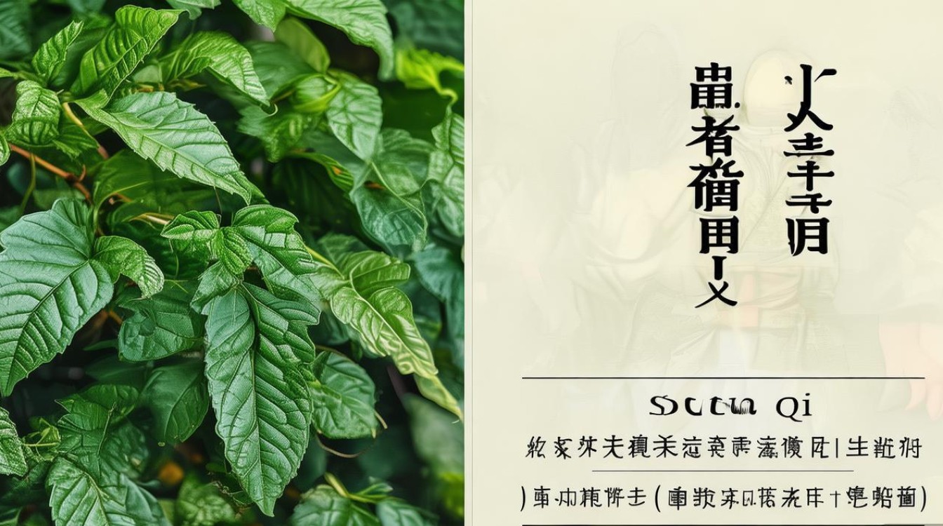 三七2025年最新功效更新了吗？-图1