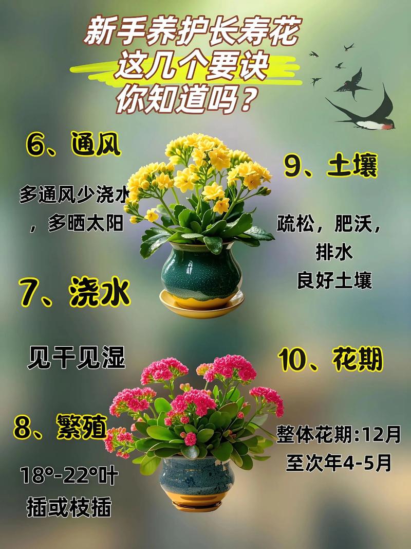 家庭花卉种植有哪些必备常识?-图3 家庭花卉种植有哪些必备常识?-图3