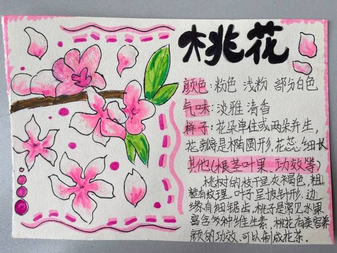 中班常识 桃树开花-图2