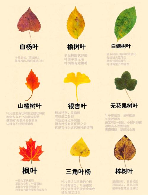 科学《树叶》常识-图1