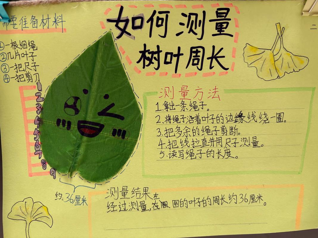 科学《树叶》常识-图3