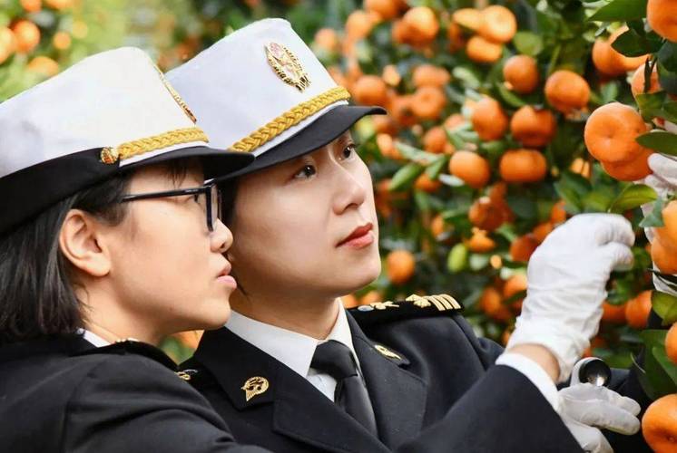 深圳海关国考究竟有多难？竞争激烈程度与备考策略全解析-图3