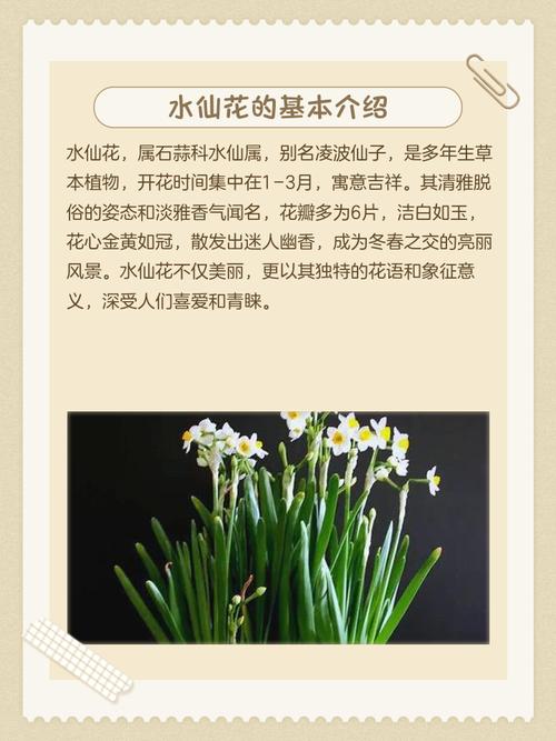 水仙花为何被称为凌波仙子，其名称背后藏着哪些不为人知的植物密码？-图3